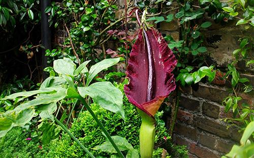 Amorphophallus цвете