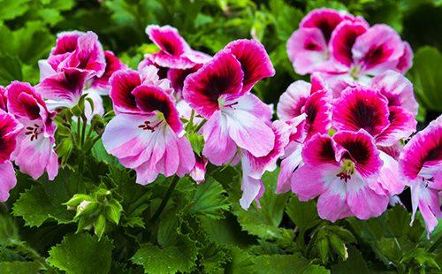 Ярки цветя на Pelargonium